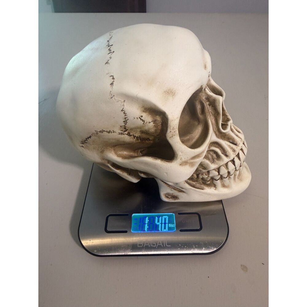Decorative Skull Halloween Accent Realistic Gothic Spooky Decor 7" Skull - Picture 2 of 8